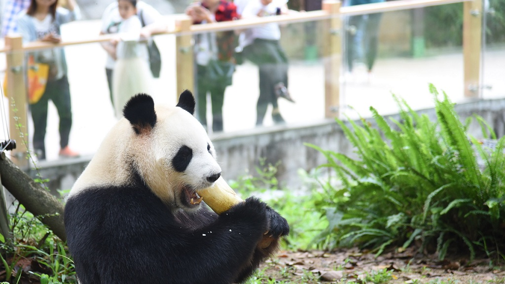 Shenzhen Safari Park Tickets - Photo 1 of 3