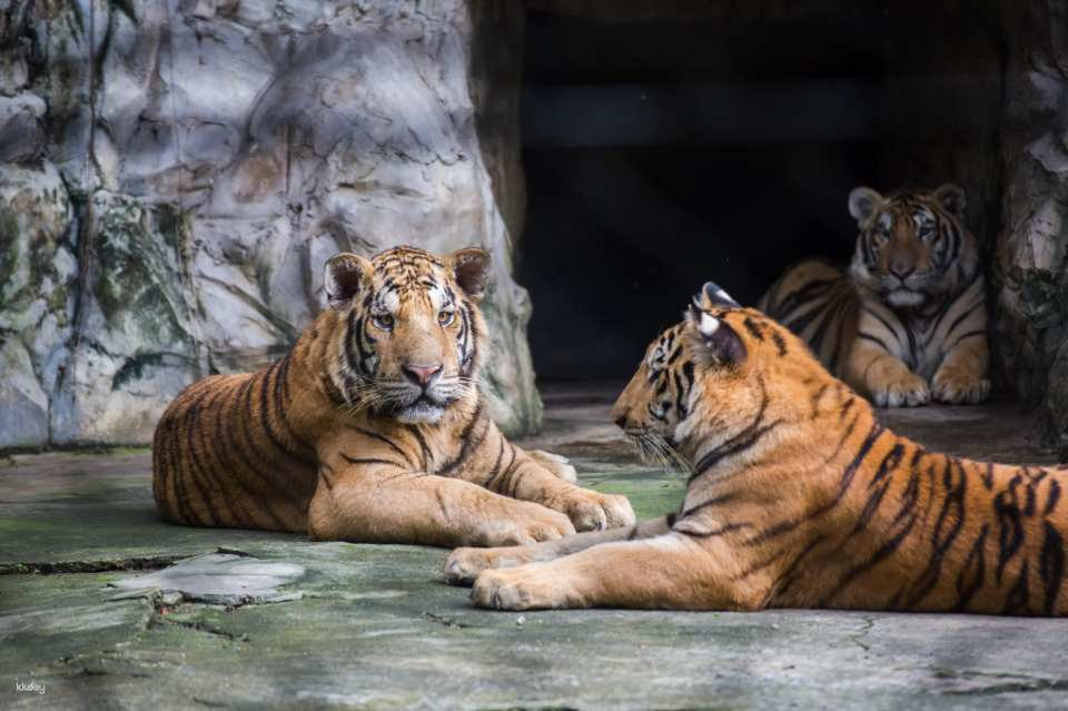 Safari World Bangkok + Shared Transfer | Thailand - Photo 1 of 10