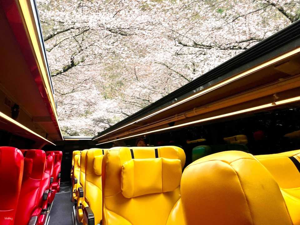 Sakura Sky Ride: Open-Top Bus Adventure through Yamagata Cherry Blossoms - Photo 1 of 9