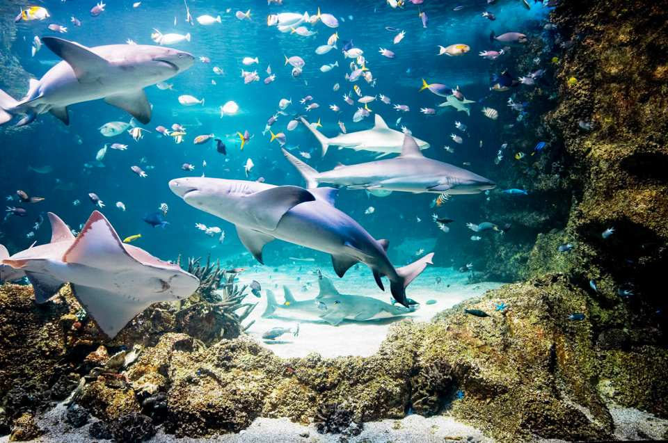 SEA LIFE Sydney Aquarium Admission Ticket + Digi Photo Pass | Australia - Photo 1 of 9