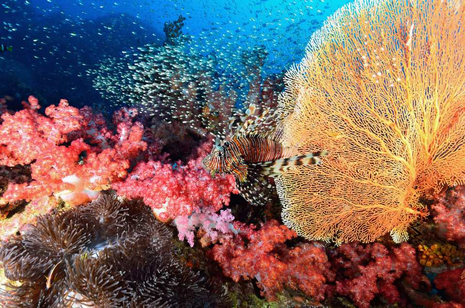 Similan Island Snorkeling Day Tour by Speedboat or Speed Catamaran | Thailand - Photo 1 of 10