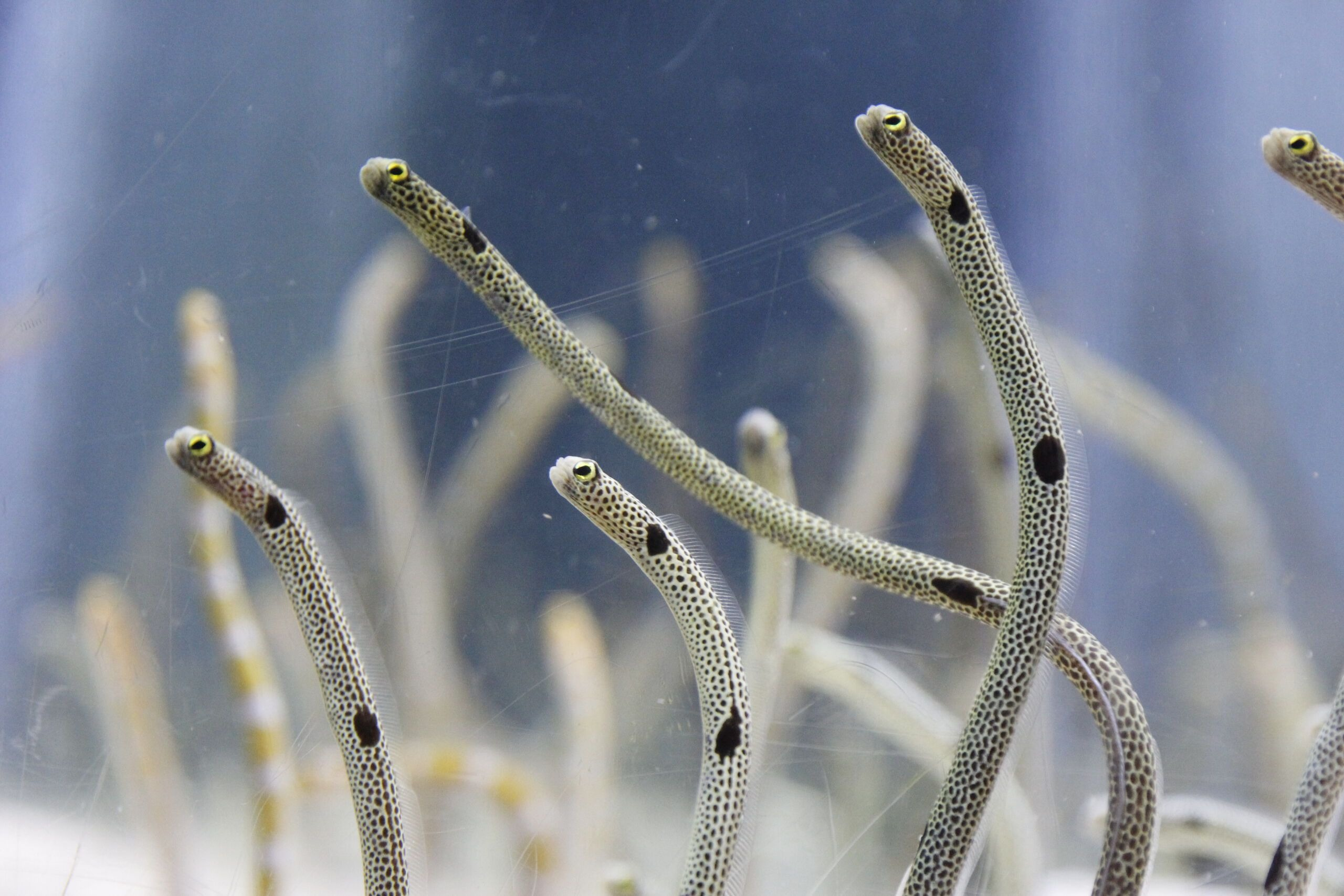 SKYTREE® Enjoy Pack Sumida Aquarium Plan - Photo 1 of 15