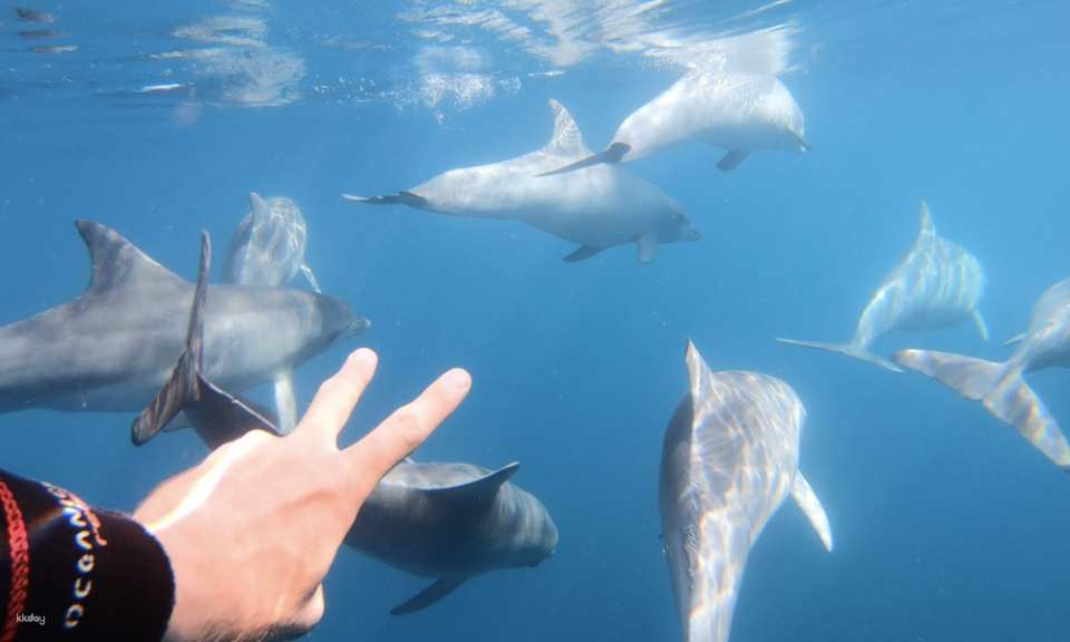 Swim with Wild Dolphins Cruise from Glenelg | Adelaide - Photo 1 of 4