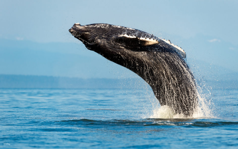 Sydney Whale Watching Adventure Cruise from Circular Quay | Sydney - Photo 1 of 8