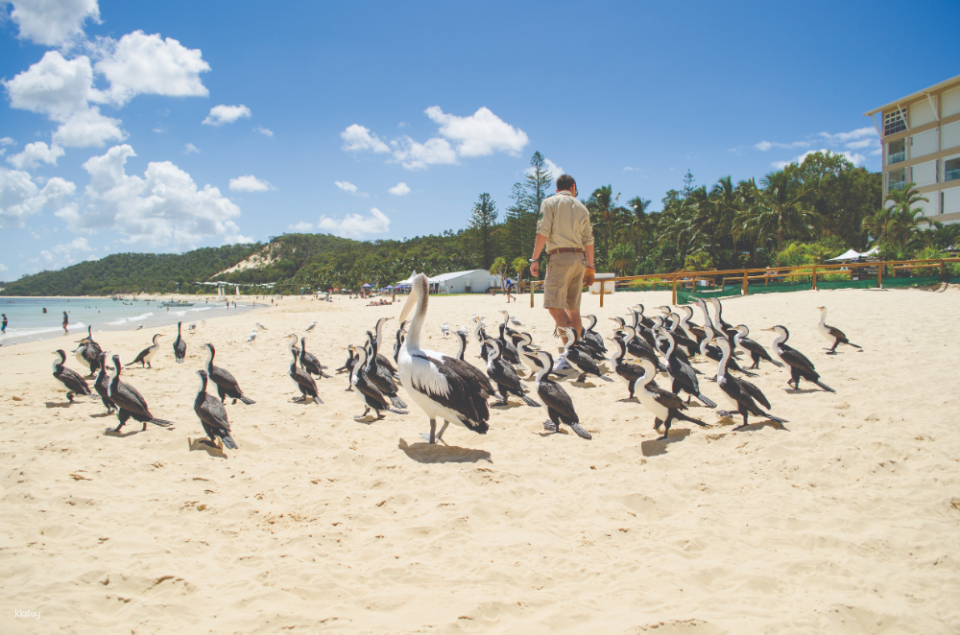 Tangalooma Beach Day Cruise with Bus Transfers from Gold Coast - Photo 1 of 9