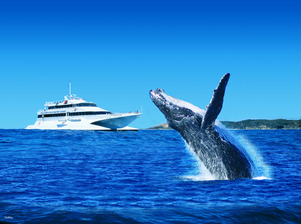 Tangalooma Whale Watching Day Cruise  | Brisbane Departure - Photo 1 of 10