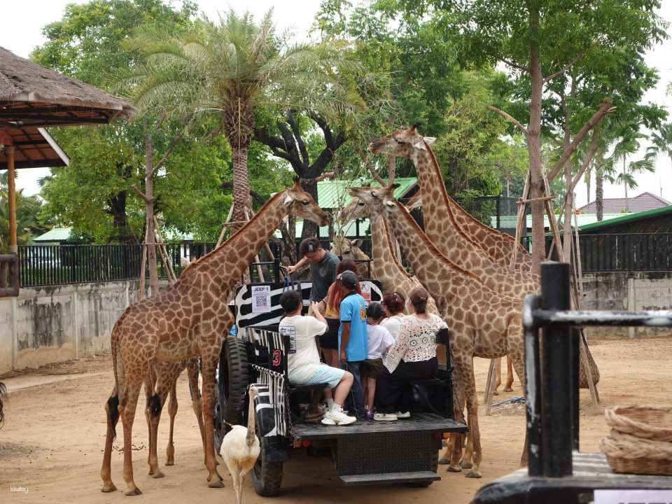 Thailand | Sriayuthaya Lion Park | Ticket & Jeep Giraffe Photo Experience - Photo 1 of 9