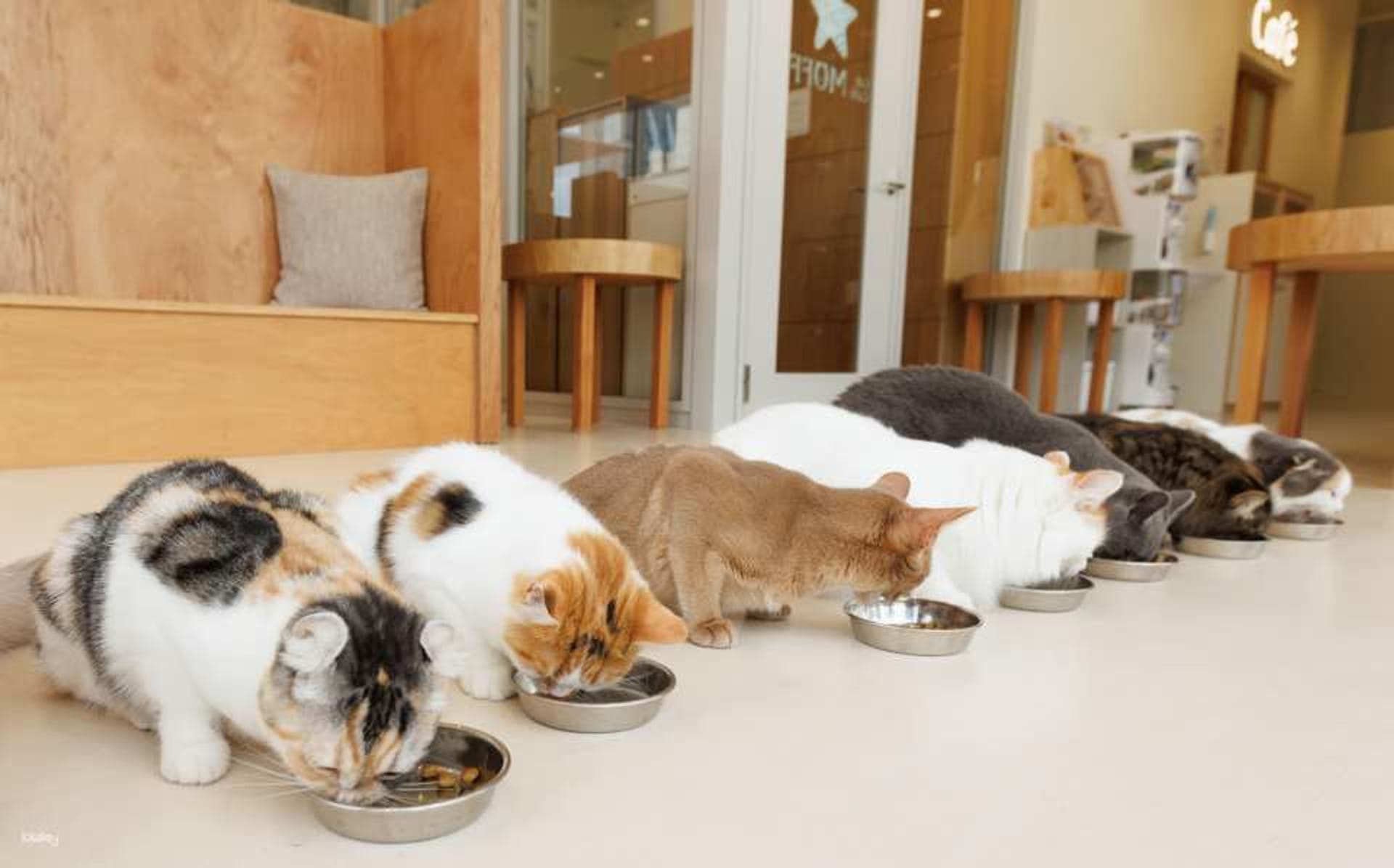 Japan | Cat Café MOFF Cat Cafe Tickets (Akihabara/Hiroshima