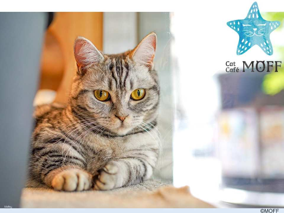 Japan | Cat Café MOFF Cat Cafe Tickets (Akihabara/Hiroshima Branches) - Photo 1 of 3