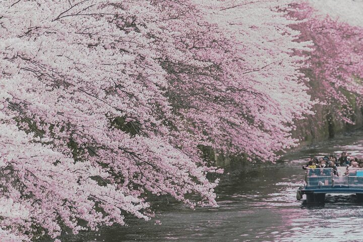 Cruising Under Beautiful Cherry Blossom ！

