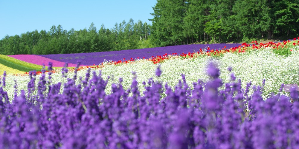 Tomamu Departure to Biei and Furano Full Day Tour: Fully Enjoy Biei and Furano with a Family-Friendly Sightseeing Experience - Photo 1 of 5