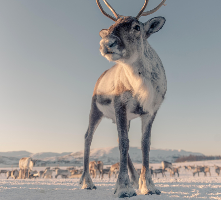 Tromsø: Reindeer Camp and Sami Cultural Tour with Lunch - Photo 1 of 10