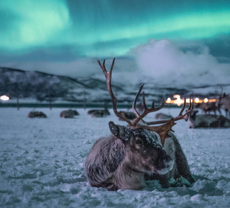 Tromsø: Reindeer Camp Dinner with Chance of Northern Lights - Photo 1 of 10