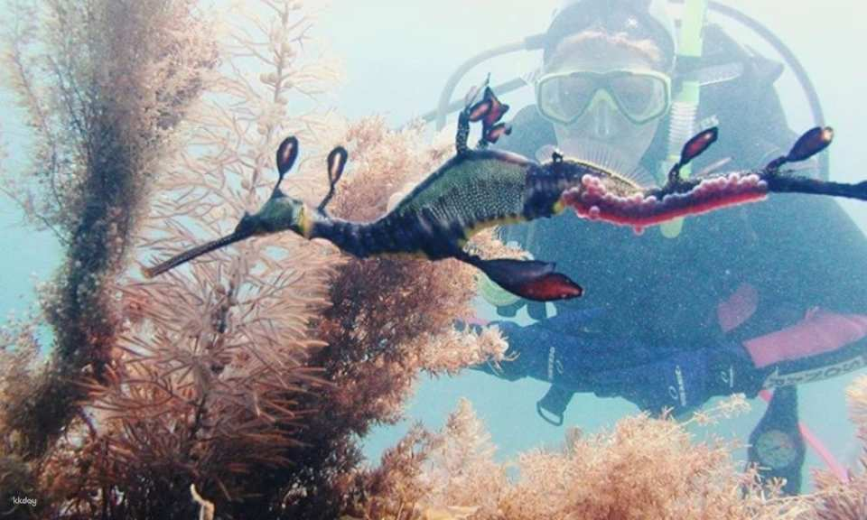 Weedy Sea Dragon Scuba Dive Experience for Beginners | Mornington Peninsula - Photo 1 of 5