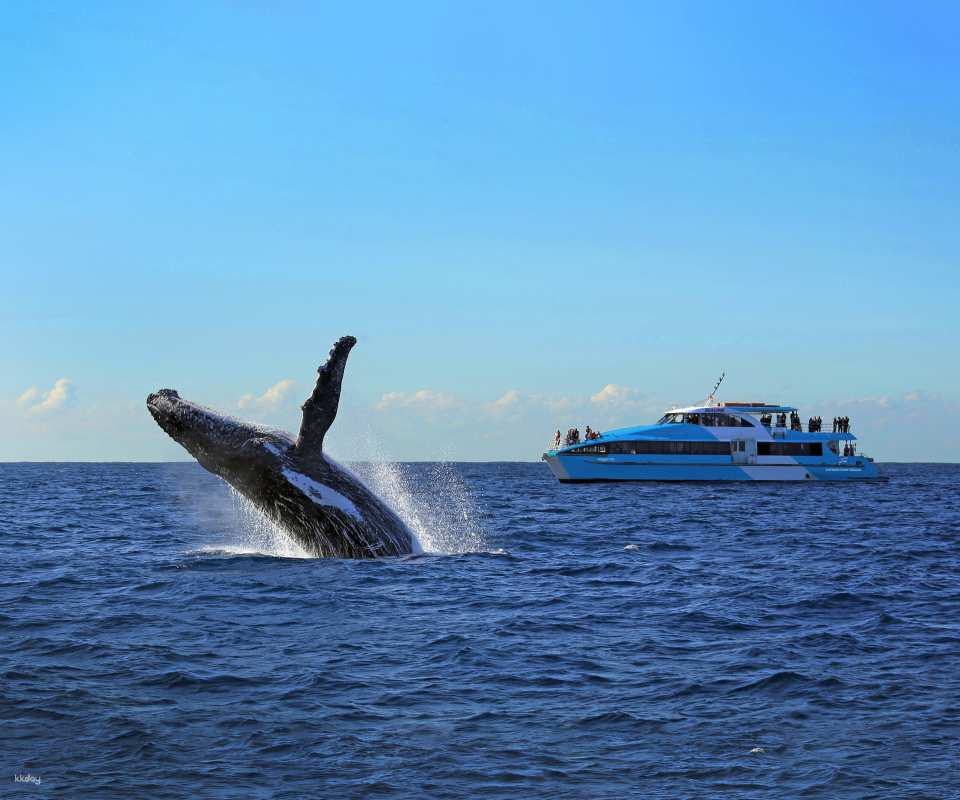 Whale Watching Cruise & 2-Day Hop On Hop Off Explorer Cruise Pass | Sydney - Photo 1 of 10