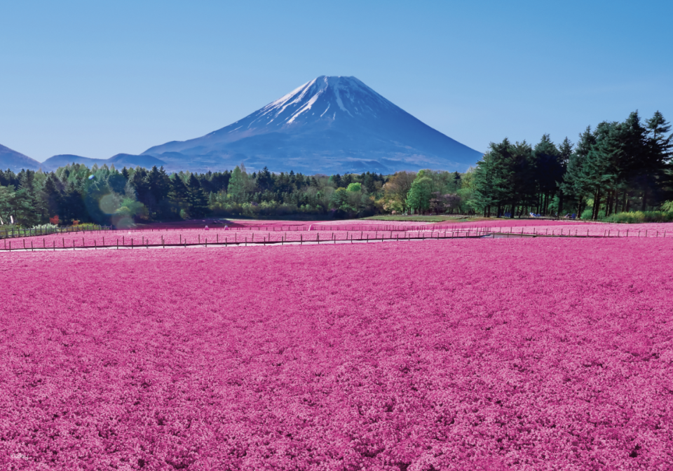 Yamanashi Fuji Shibazakura Festival Pre-sale Tickets - Photo 1 of 7