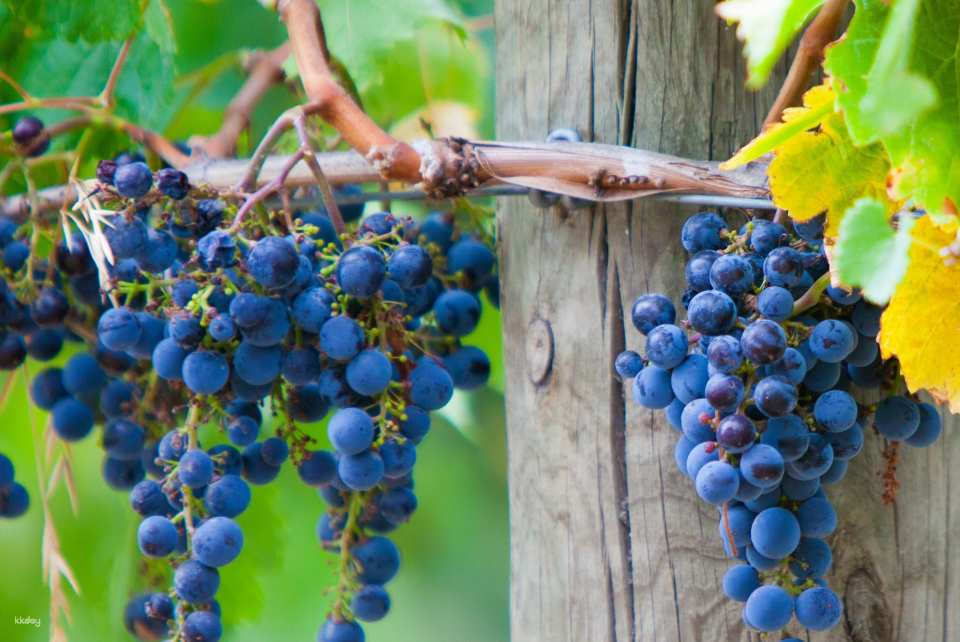 Yarra Valley Winery Tour with Lunch | Victoria - Photo 1 of 6