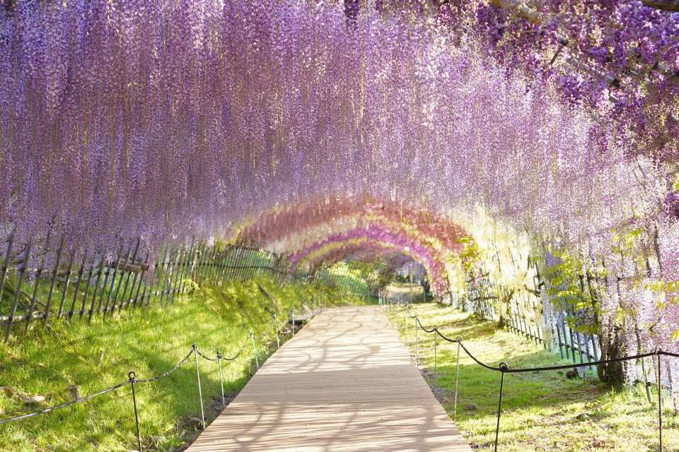 YokaBus Kawachi Wisteria Garden and All-You-Can-Eat Strawberry Picking - Photo 1 of 8