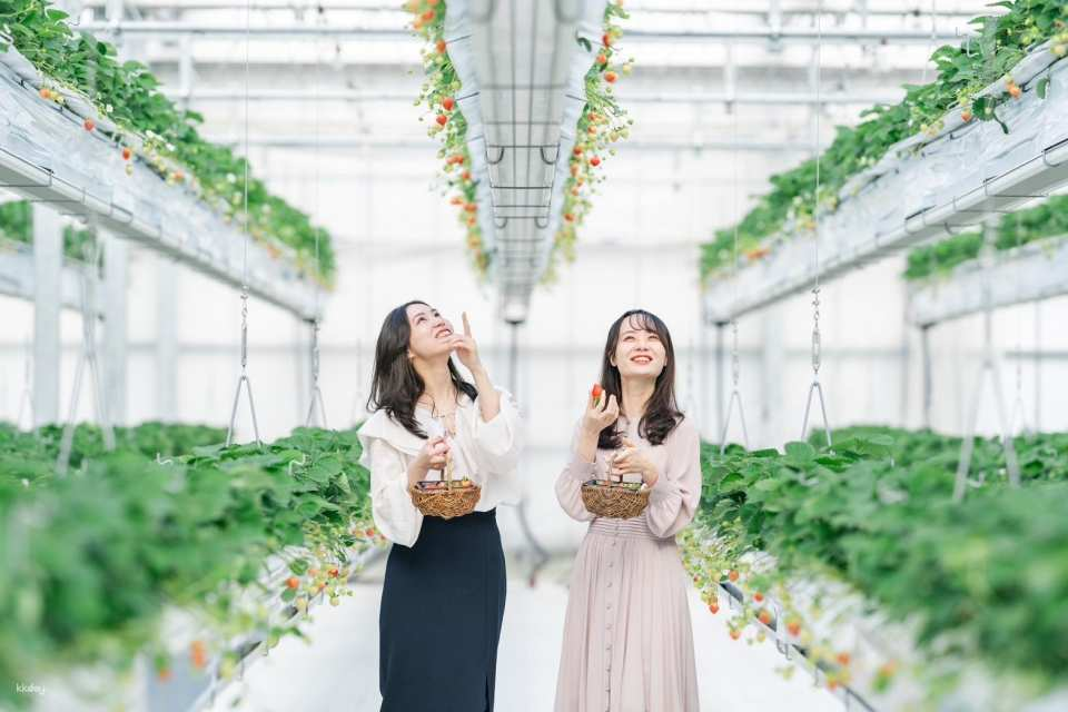 YokaBus Photogenic Fukuoka Uminonakamichi, Strawberry Farm and Temple of Flowers Chinkokuji - Photo 1 of 23