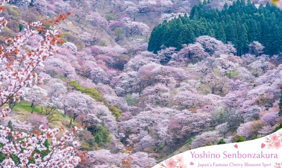 Yoshino Senbonzakura Cherry Blossom 1 Day Bus Tour from Osaka - Photo 1 of 3