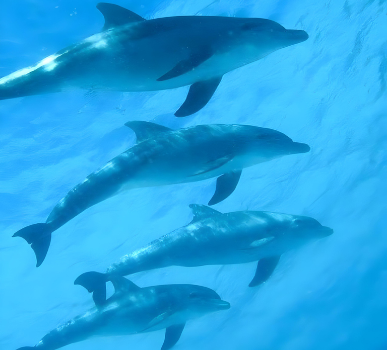 Zanzibar: Mnemba Island Dolphin Swim & Snorkel, opt lunch - Photo 1 of 10