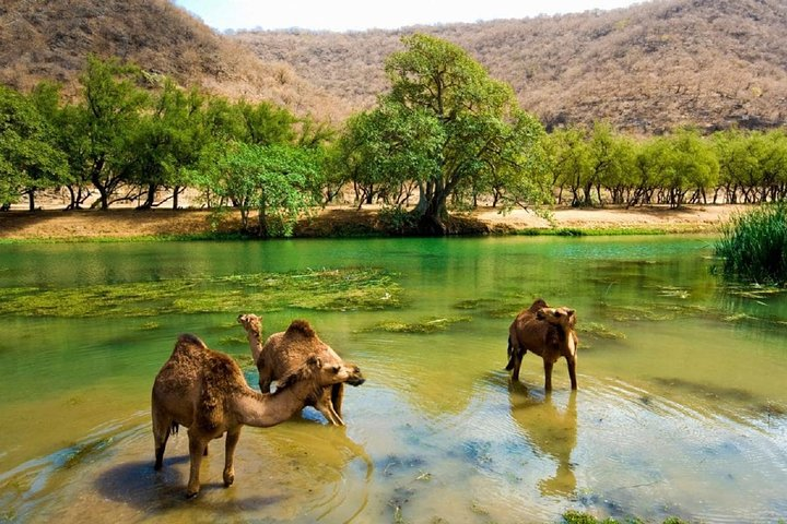 Oman packages,Oman tours,Oman day tours