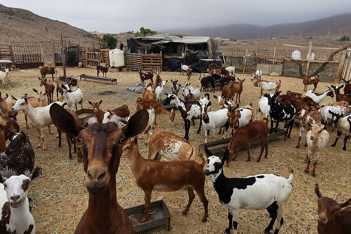 Full-Day Jabali Mountain Culture, Camel Ranch &Traditional Dinner - Photo 1 of 8