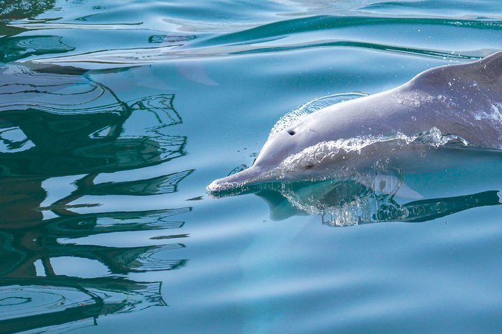 Full-Day Dhow Cruise in Khasab Musandam - Photo 1 of 19