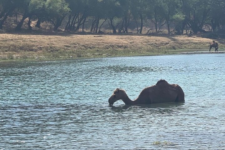 Half Day Private Tour in Darbat Waterfall, Taqah City - Photo 1 of 4