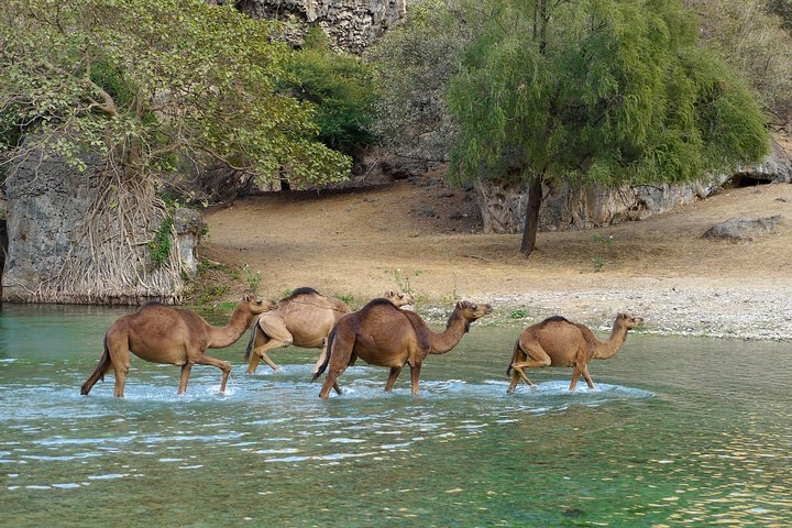 Wadi Darbat camels
