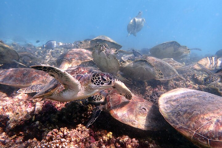 Snorkeling at Dimaniyat Islands - Photo 1 of 11