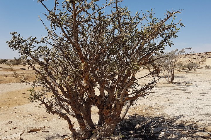 Wadi Dawkah - Frankincense Trees Park