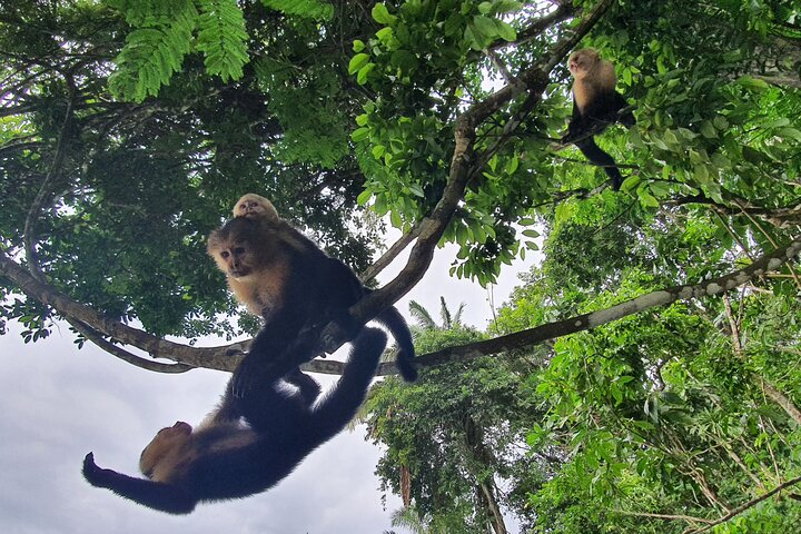 Monkey Tour Adventure with Gamboa Rainforest Nature Walk - Photo 1 of 13