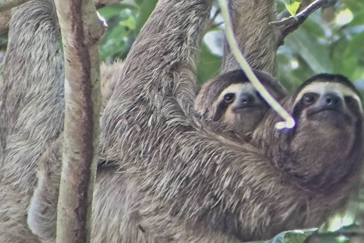 Ancon Hill Eco Walk - Sloths, Toucans & Stunning City Views - Photo 1 of 25
