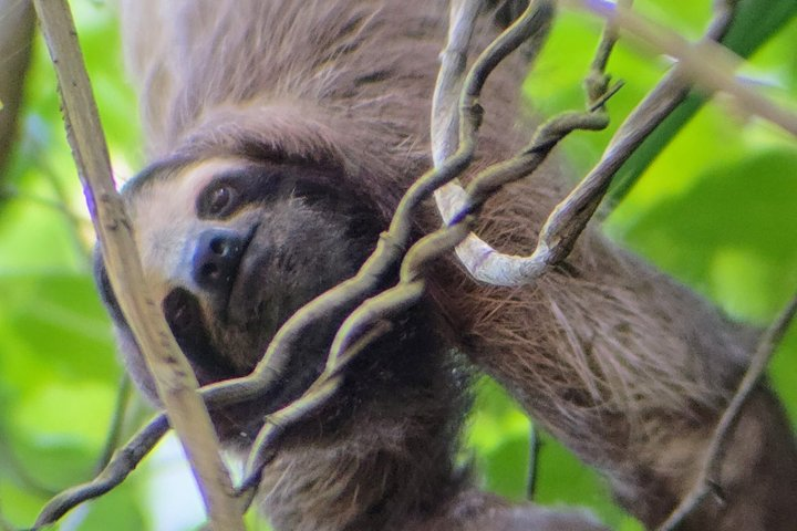 Ancon Hill Eco Walk - Sloths, Toucans & Stunning City Views - Photo 1 of 25
