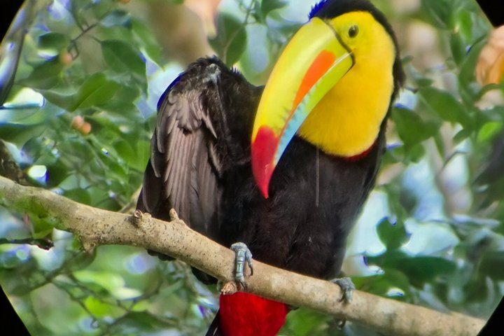 Ancon Hill Eco Walk - Sloths, Toucans & Stunning City Views - Photo 1 of 25