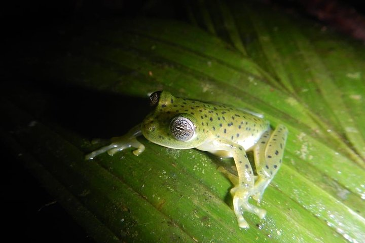 Panamanian Jungle Night Hike