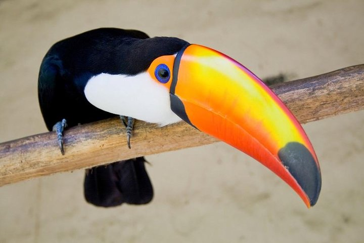 Soberania National Park Day Trip from Panama City