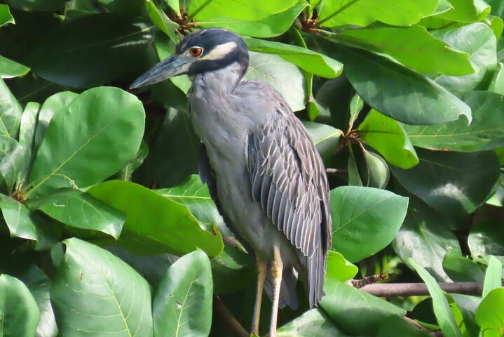 Birdwatching at Casco Viejo - Photo 1 of 11