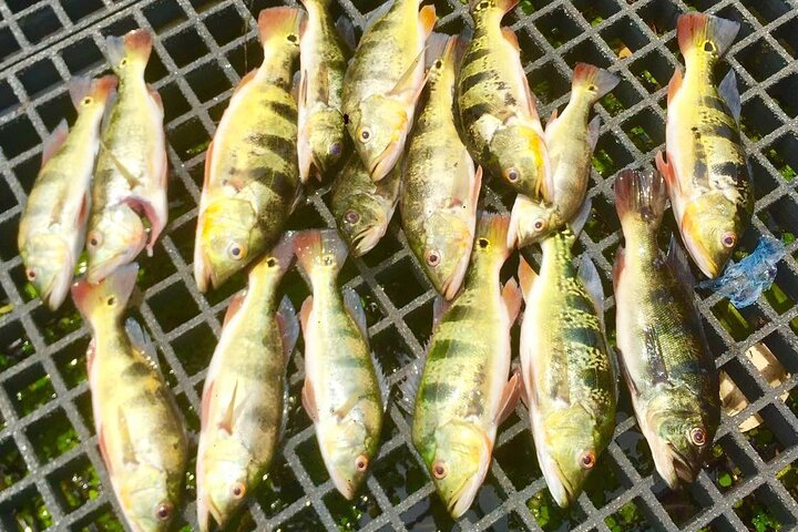 The Panama Canal: Kingfisher Experience Private Tour - Photo 1 of 25