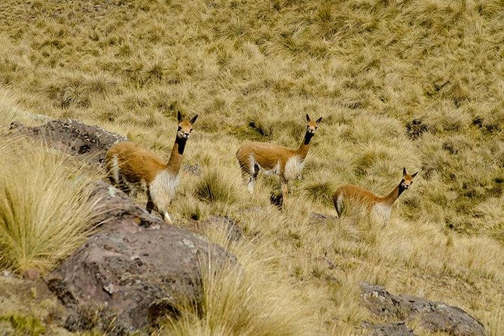 Vicuñas in the Andes