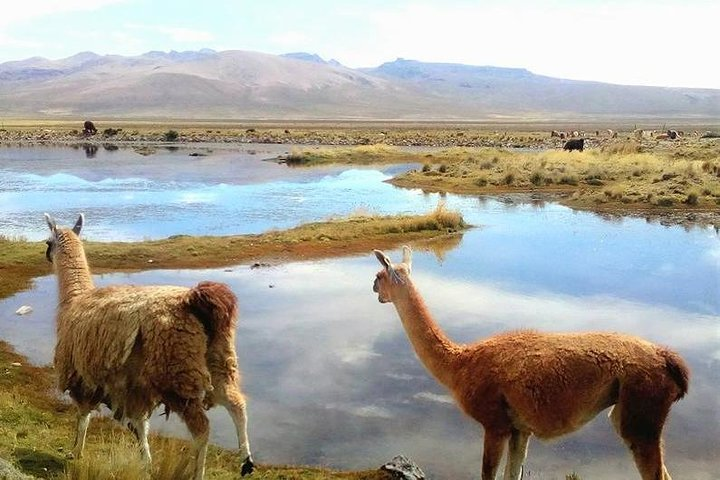 2-Day Colca Canyon Including Source of the Great Amazon River - Photo 1 of 8