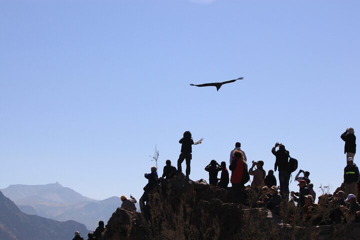 2-Day Colca Canyon, Vicuna Reserve and Condors from Arequipa - Photo 1 of 13