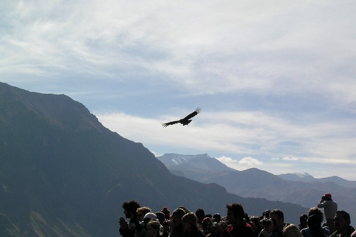 2-Day Colca Canyon Tour with optional transfer to Puno - Photo 1 of 9
