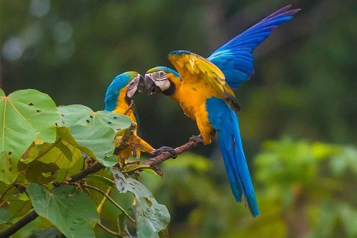 Blue and yellow macaw kiss