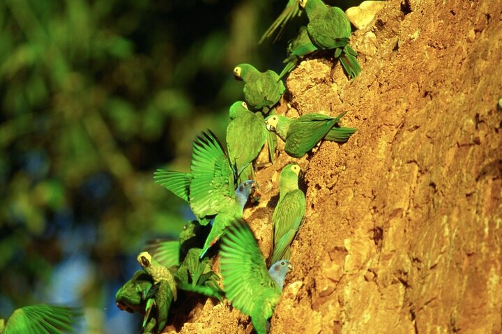 3-Day Amazon Jungle at Refugio Amazonas Lodge - Photo 1 of 5