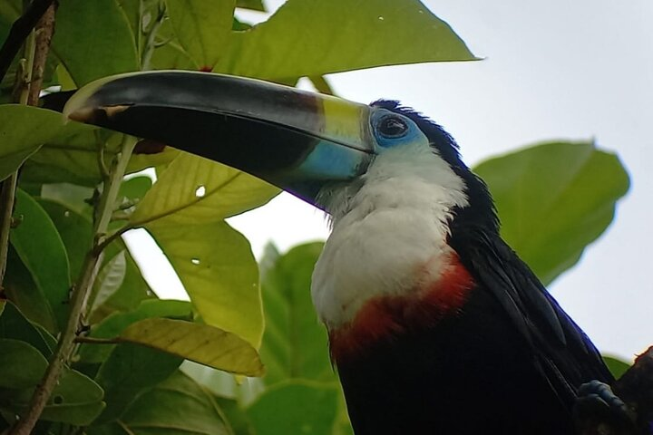 3 - Days Sustainable Eco Tour Manu National Park - Photo 1 of 13