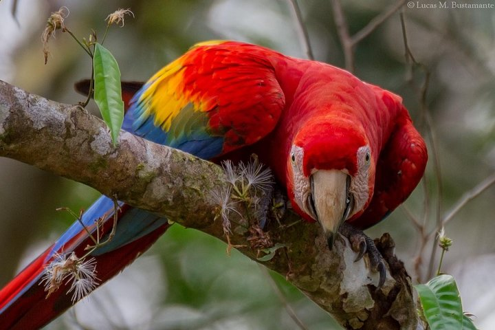 GUACAMAYO BIRD