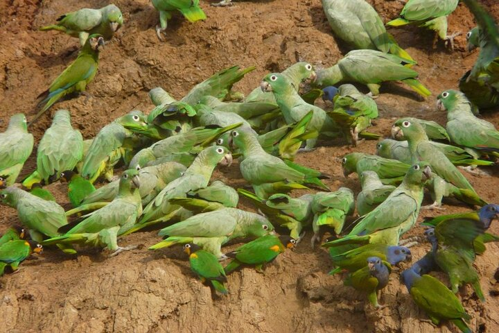 3 Days Tour in Manu Amazon - Photo 1 of 10
