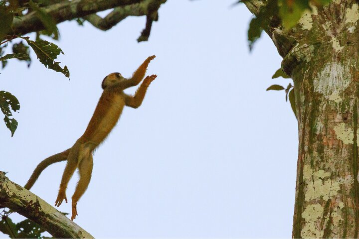 3-Days Tour in the Amazon Rainforest at Curassow Amazon Lodge - Photo 1 of 12